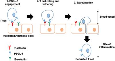 P-Selectin Glycoprotein Ligand 1: A Potential HIV-1 Therapeutic Target